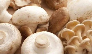 草菇的功效与作用及禁忌 草菇的功效与作用及禁忌是什么