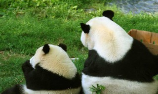 大熊猫寿命是多少年 大熊猫寿命是多长时间