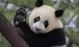 大熊猫前脚有几个手指 大熊猫前脚有几个手指 蚂蚁庄园
