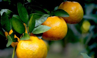 柑橘采摘后怎么保鲜 柑橘采摘后怎么保鲜存活
