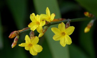 迎春花摘芽技巧（迎春花怎么摘心修剪,为什么要多次摘心?）