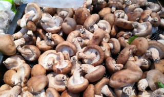 野生蘑菇最佳储存方法 野生蘑菇怎样储存能够保鲜