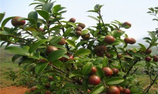 油茶种植的几种方法 油茶种植的几种方法图片