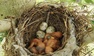 孵鸟蛋技巧 鸟蛋孵化教程