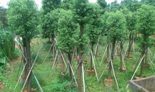 香樟树种的培植方法 香樟树的培育方法