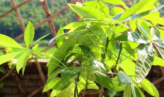 招财树的除虫方法（招财树的除虫方法视频）