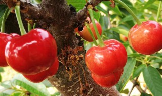 洋樱桃的养殖方法 洋樱桃的养殖方法视频