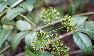 米兰花语是什么意思（米兰的花语和象征）