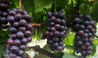 夏黑葡萄种植技术与管理 夏黑葡萄栽培技术