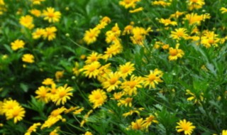黄金菊的种植方法 黄金菊的种植方法视频