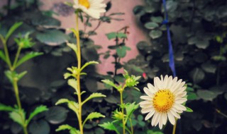 蜂室花种子的种植方法 蜂室花图片