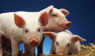 怎么治疗猪瘟 怎么治疗猪瘟病毒