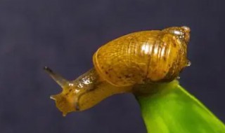 怎么判断蜗牛死还是睡觉 蜗牛会睡觉吗睡觉时是什么情况