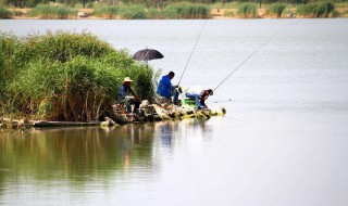 浅水怎么钓鱼（浅水怎么钓鲢鳙）