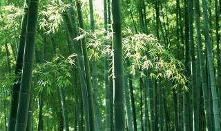 中国有多少种竹子 竹子有什么品种