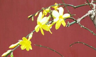 迎春花的特点 迎春花的特点和外形还有颜色