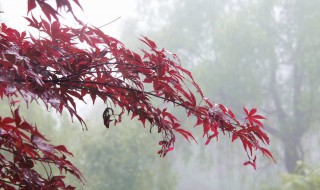 红枫还会开花吗 红枫还会开花吗图片