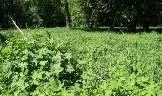 北方院子里适合种植什么驱蚊虫（北方院子里适合种植什么驱蚊虫植物）