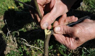 果树最好嫁接的是哪个季节（果树什么季节嫁接成活率高）