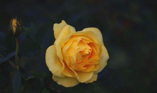 黄玫瑰的花语是什么 黄玫瑰的花语是什么意思 寓意和象征