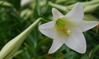 百合从播种到开花需要多少天（百合从播种到开花需要多少天呢）