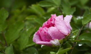 雨后的牡丹怎么形容（雨后的牡丹怎么形容它）