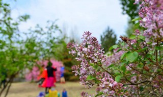 丁香树能栽在院子里吗（丁香树栽到院里好吗）