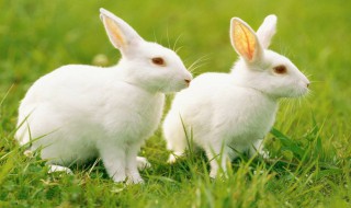 兔子一般几个月成熟 兔子几个月成熟?