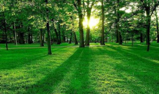 园林绿化养护需要什么资质 园林绿化养护需要什么资质和资质