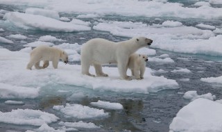 北极熊在南极还是北极 南极和北极哪个冷