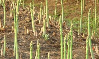 芦笋可以自己留种子吗（芦笋种子怎么处理什么时候种）