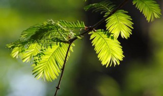 水杉是我国珍稀植物吗 水杉是我国珍稀植物吗?