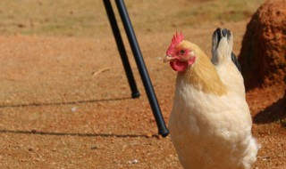鸡后期增肥最快方法 鸡后期怎么催肥