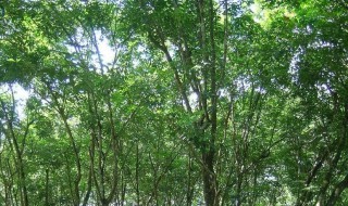 橡胶树的栽培方法 橡胶树怎么栽培