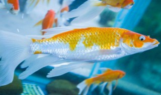 金鱼是由什么鱼演变而来的 金鱼是由什么演化而成的观赏鱼类