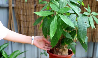 室内种植发财树技巧（室内种发财树有什么好处）