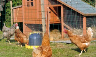 养土鸡棚的建设简单方法 养土鸡棚的建设简单方法图片