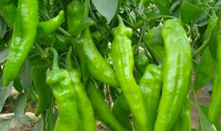 辣椒的养殖方法 辣椒的养殖方法怎么样才能增长