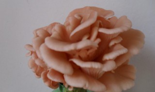 桃红平菇种植方法 桃红平菇种植方法图片