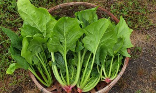 菠菜种子夏天种植教程 夏季菠菜种子