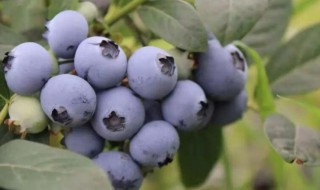 蓝莓鲜果常温能保存多长时间 蓝莓的保鲜温度是多少