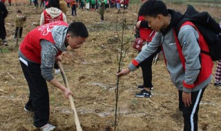 植树节适合种什么树（树林中种植什么最佳）