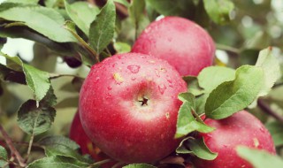 苹果树繁殖方法 苹果树繁殖方法的共同点