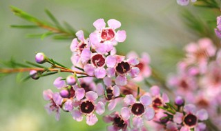 澳洲腊梅的花语和象征（澳洲腊梅的花语和象征意义）