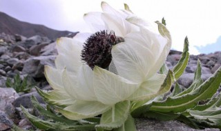 干雪莲花泡水喝的功效（雪莲花的正确吃法大全）