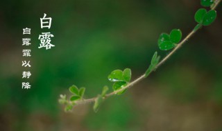 二十四节气中白露节气是什么意思 白露是二十四节气吗