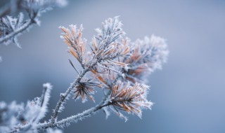 2021年节气小雪冷吗（2021年小雨节气）