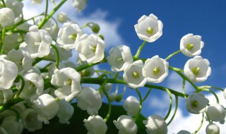 小米花的花语是什么 小米草花语