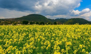 油菜花的古名叫什么?（油菜花的古名叫什么）