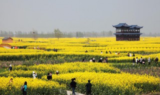 兴化油菜花观赏时间（兴化油菜花观赏时间最新）